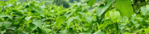 Read more about the article What Is Kratom? A Comprehensive Guide to Strains, History, and Uses