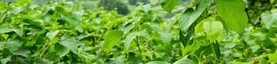 Read more about the article What Is Kratom? A Comprehensive Guide to Strains, History, and Uses