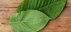 Read more about the article Kratom vs. 7OH Products: How Powders, Tablets, Liquids, and Capsules Are Made—and How to Ensure Quality
