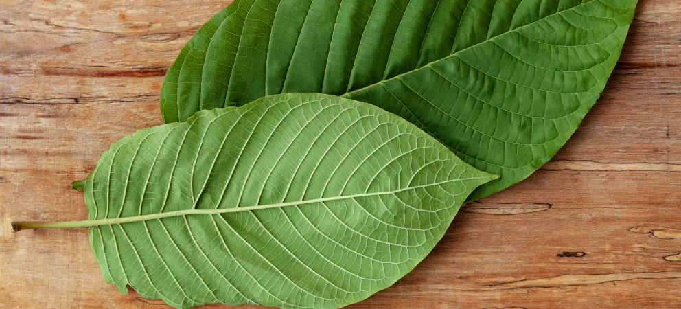Kratom Leaf